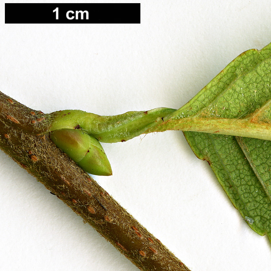 High resolution image: Family: Rosaceae - Genus: Sorbus - Taxon: meliosmifolia